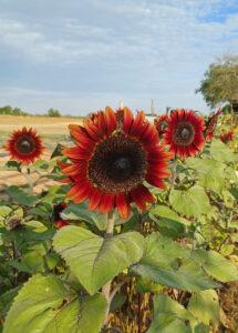 K-H-Farm-Flowers-Red-Sunflowers-close-up-in-field-2023-1