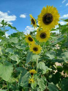 KH-Farm-Sunflower-Group-1